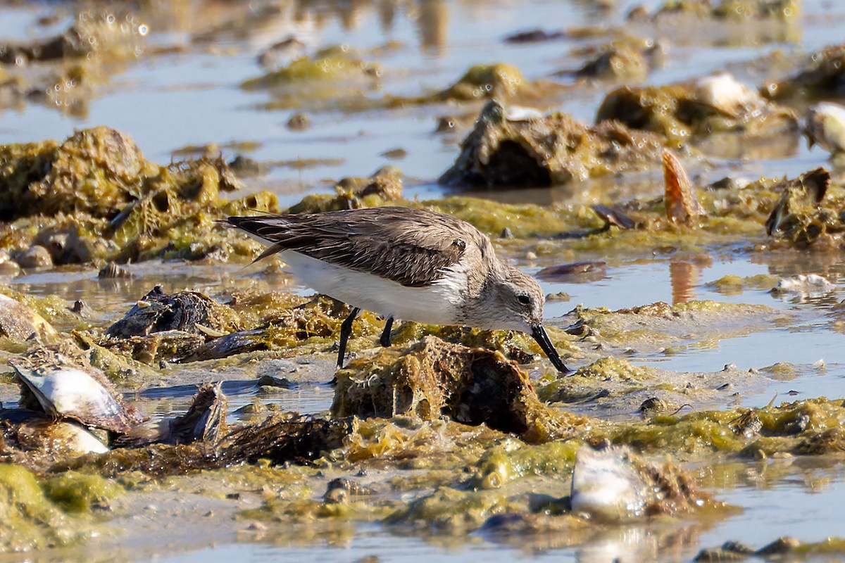 Curlew Sandpiper - ML640977681