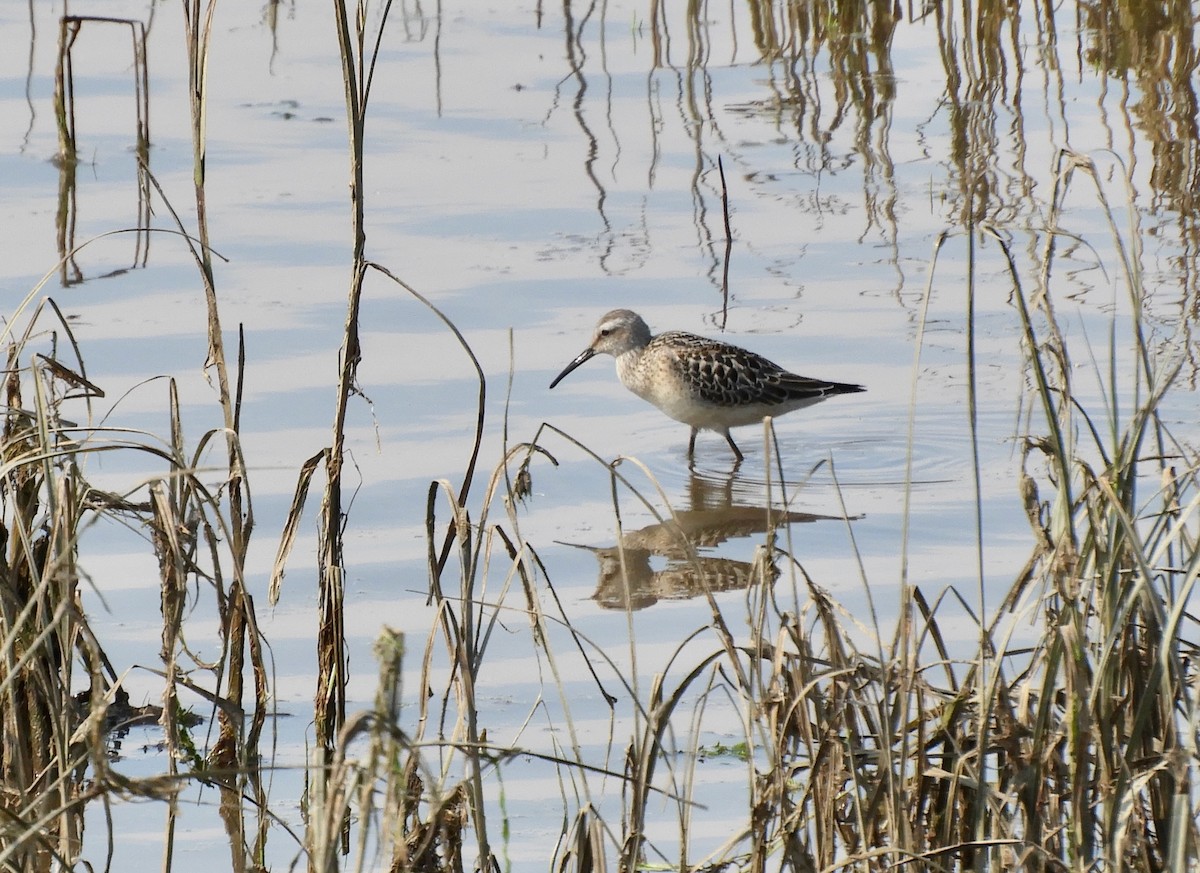 Stilt Sandpiper - ML640977733