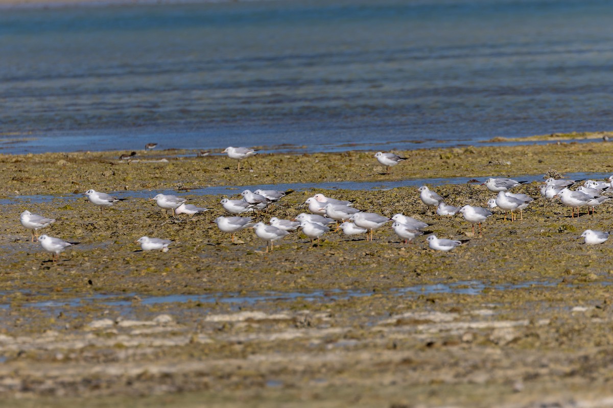 Black-headed Gull - ML640977743