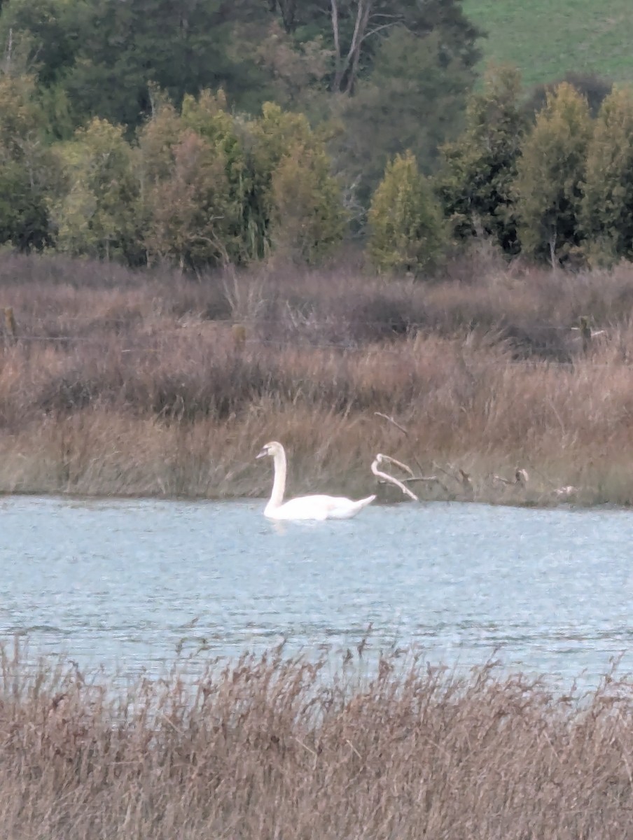 Mute Swan - ML640977749