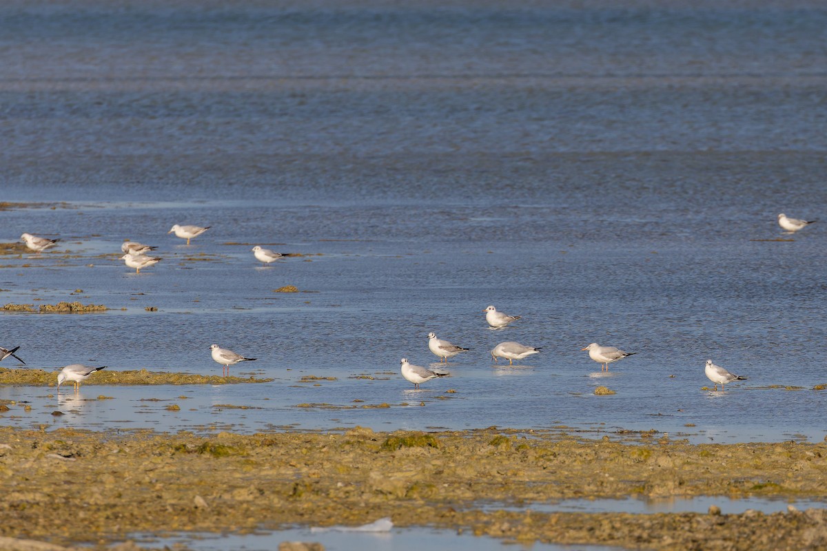 Black-headed Gull - ML640977757