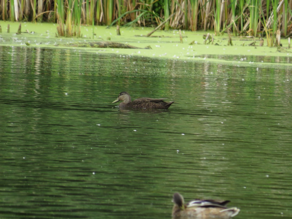 American Black Duck - ML640977768