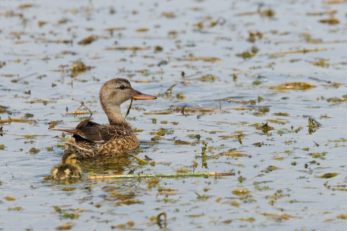 Canard chipeau - ML640977809