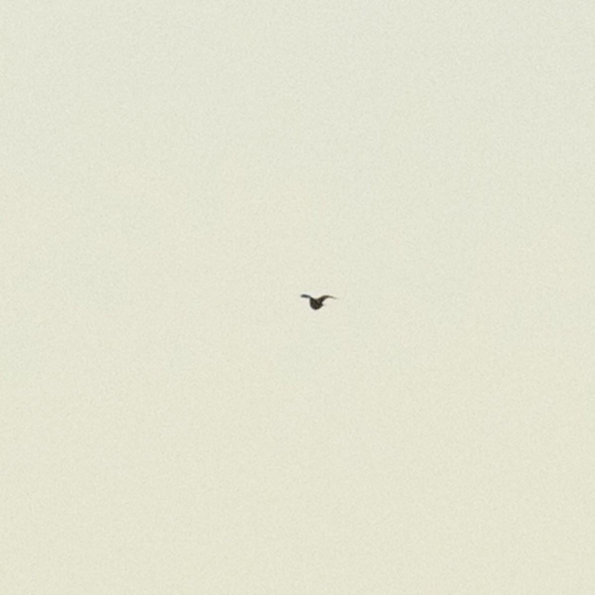Eastern Meadowlark - ML640977865
