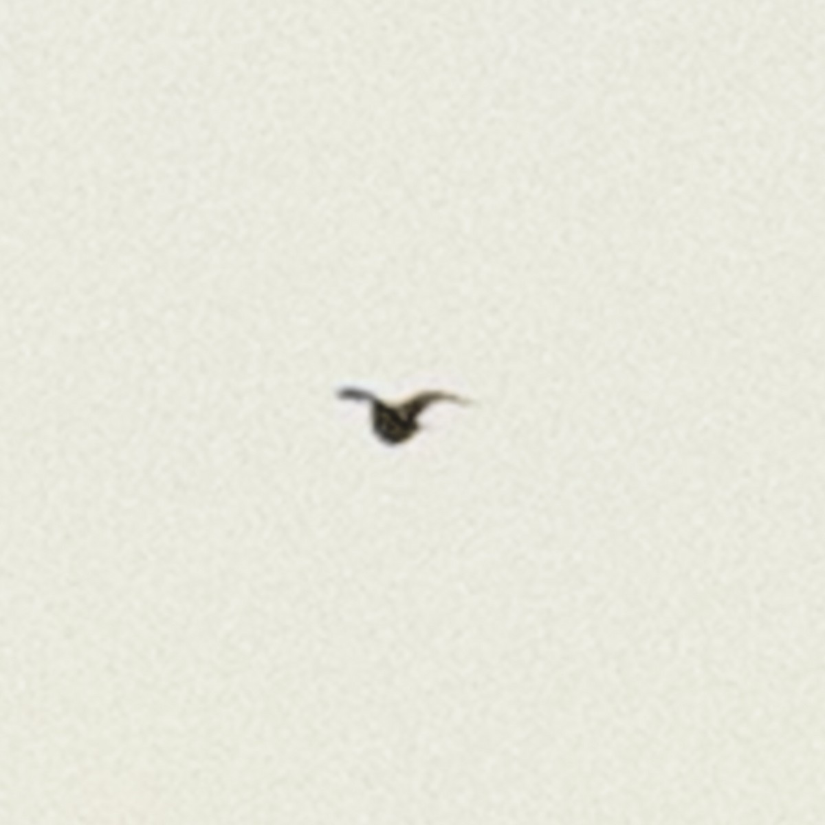 Eastern Meadowlark - ML640977869