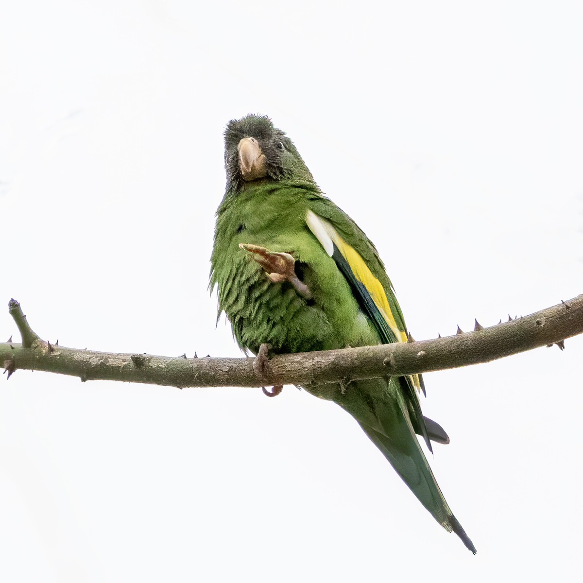 White-winged Parakeet - ML640977919
