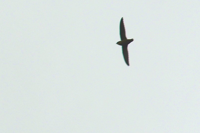 Chimney Swift - ML640977930