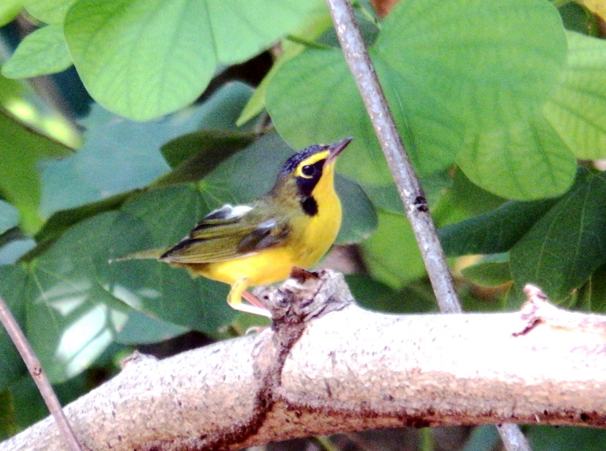 Kentucky Warbler - ML640977971