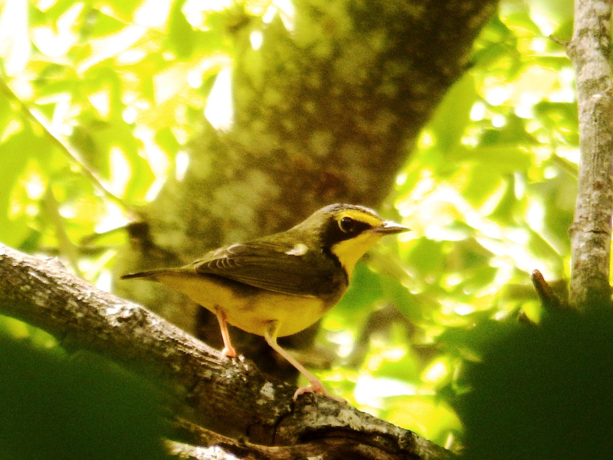 Kentucky Warbler - ML640977974