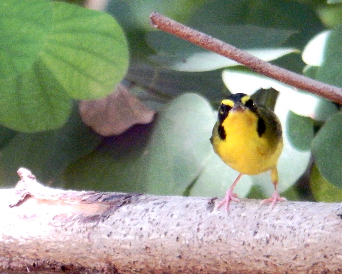 Kentucky Warbler - ML640977975