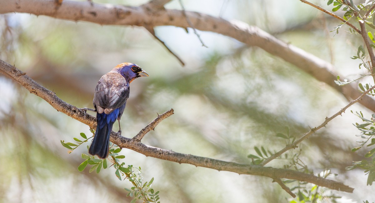 Varied Bunting - ML640978029