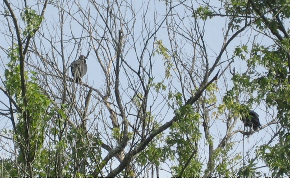 Black Vulture - ML640978073
