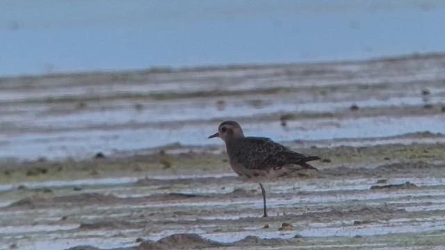 American Golden-Plover - ML640978088