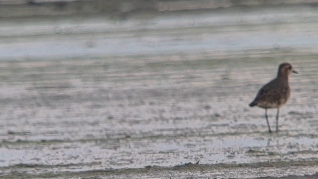 American Golden-Plover - ML640978089