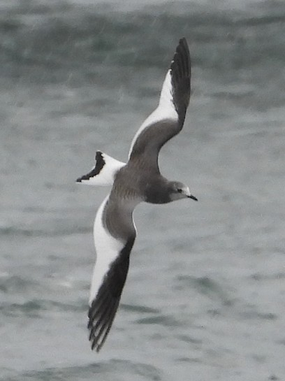 racek Sabinův - ML640978190