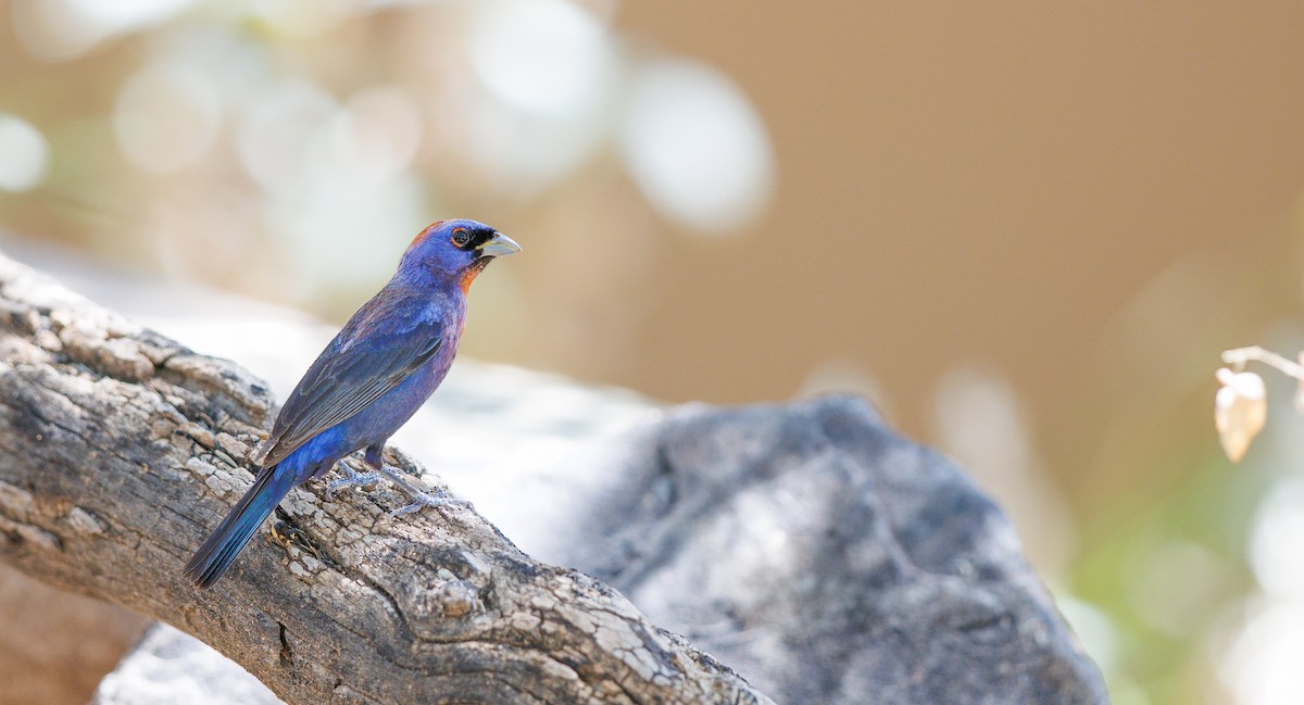Varied Bunting - ML640978207