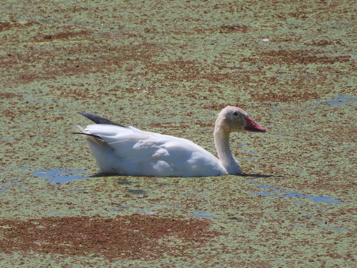 Snow Goose - ML640978300