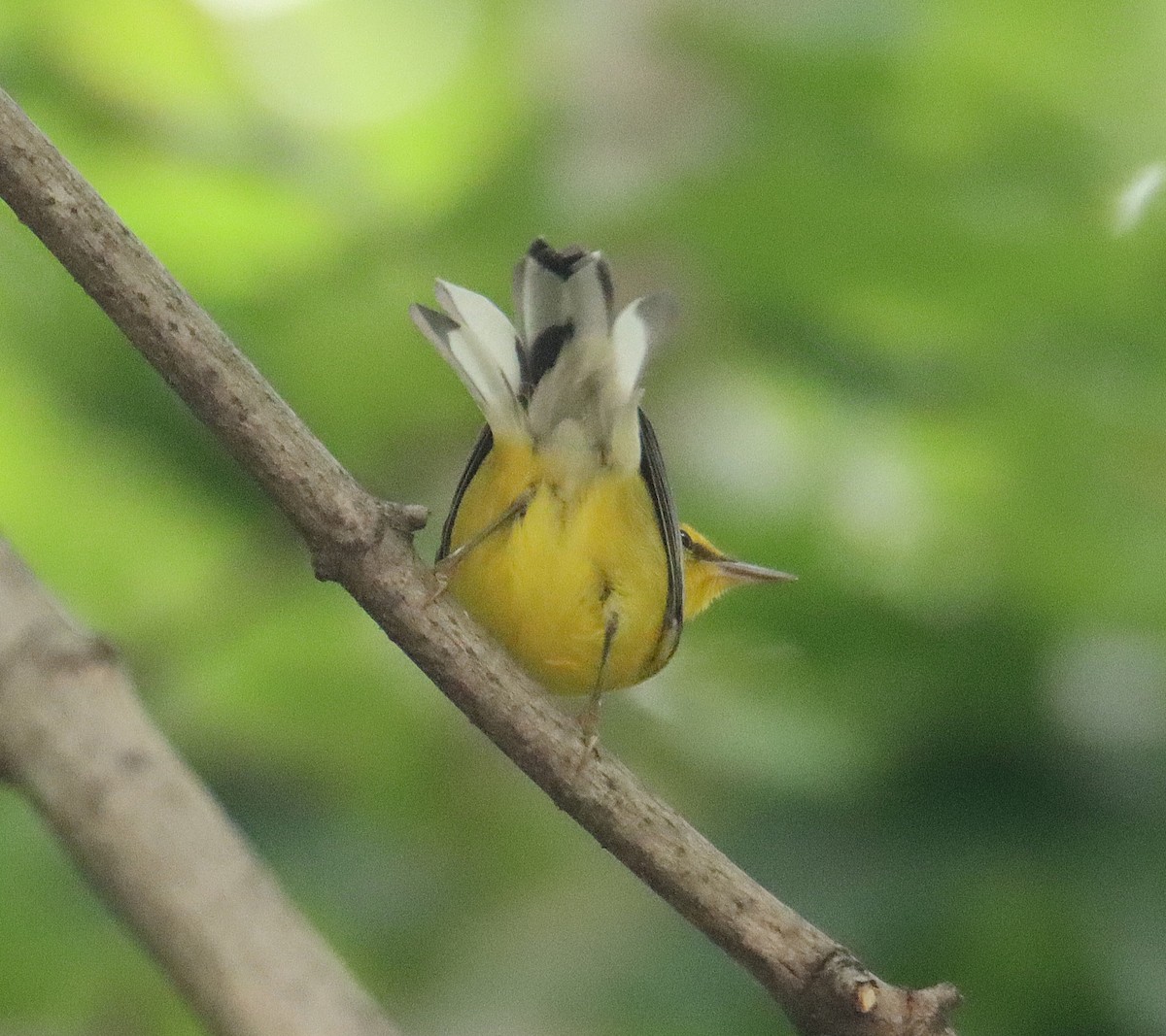 Blue-winged Warbler - ML640978313