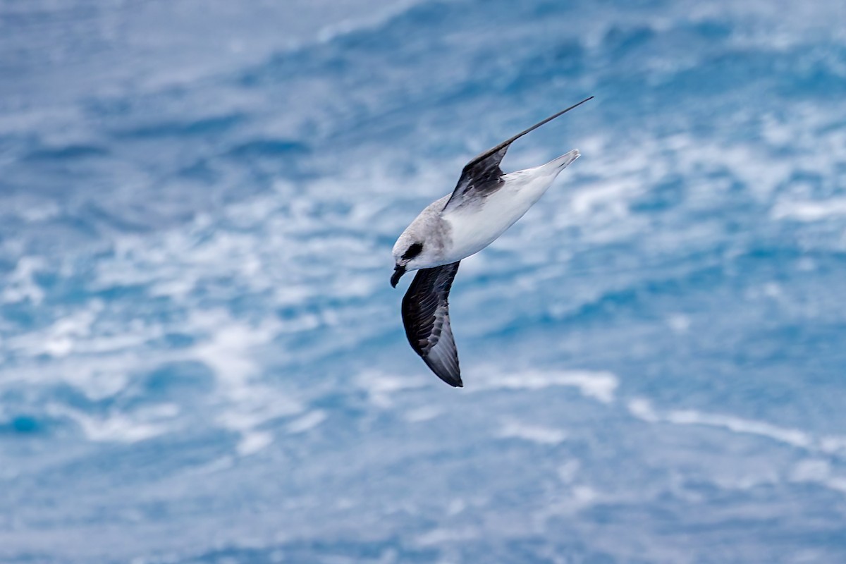 White-headed Petrel - ML640978328