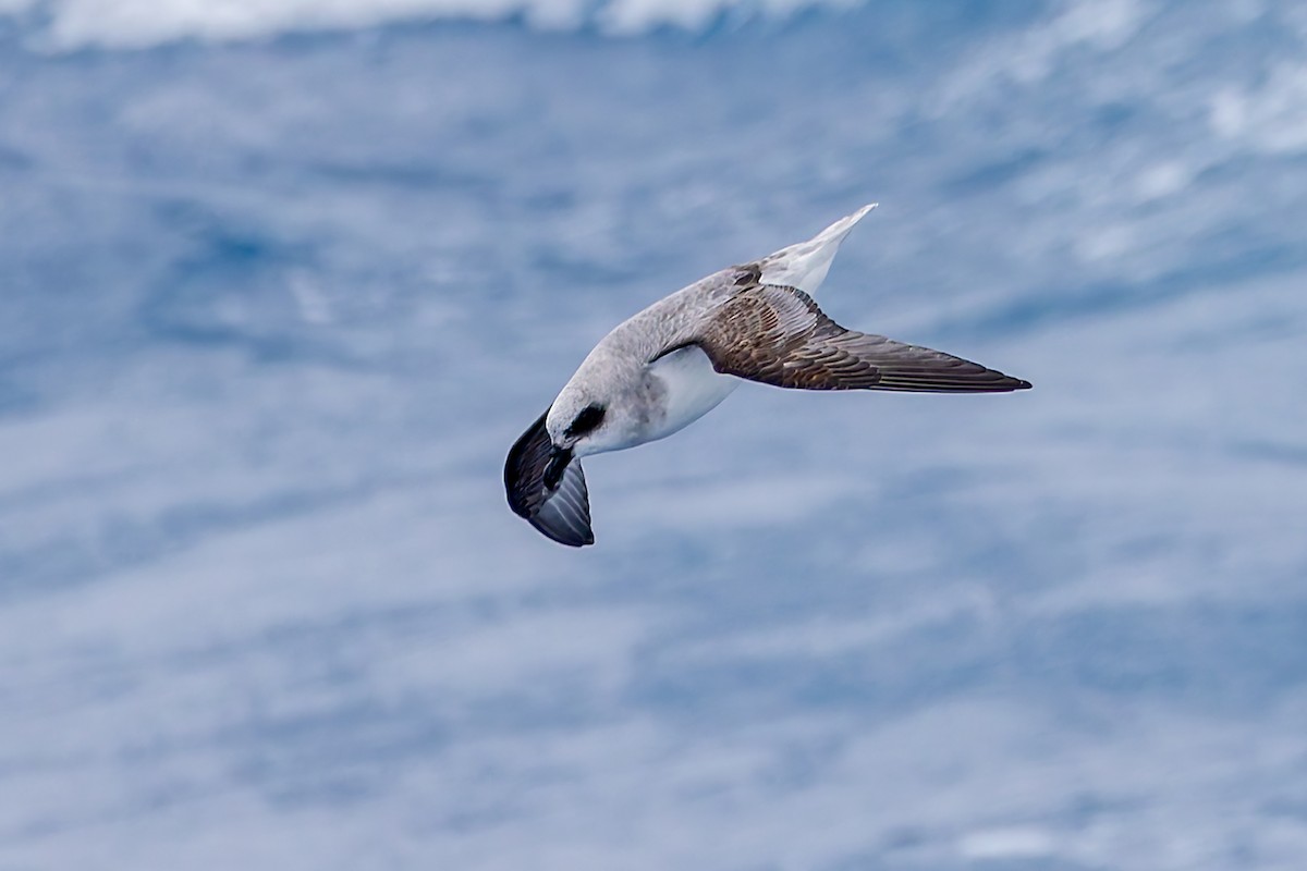 White-headed Petrel - ML640978333