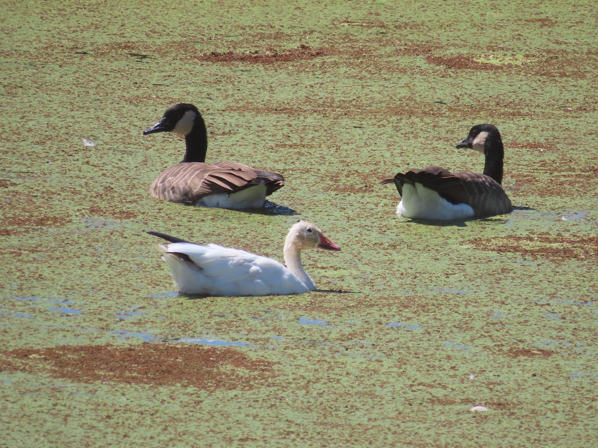 Snow Goose - ML640978341