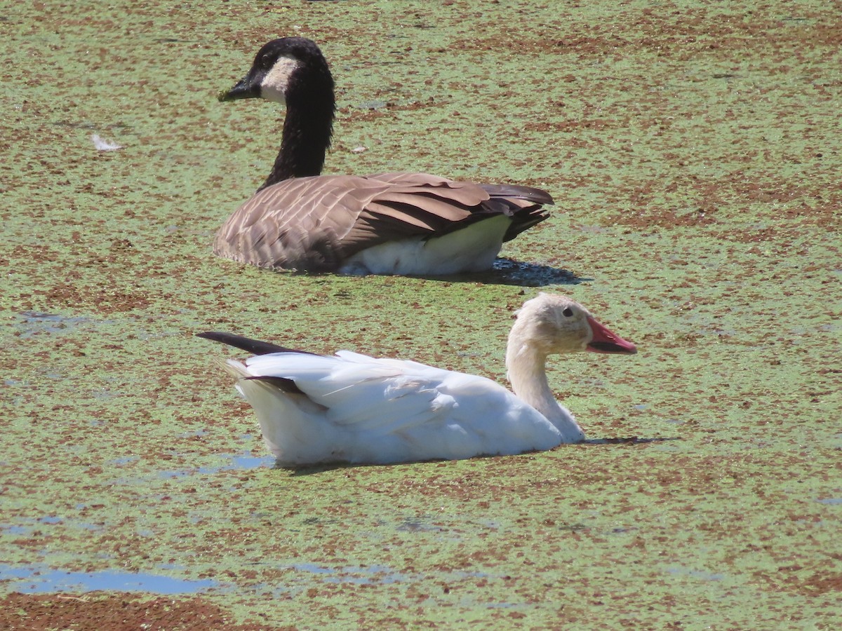 Snow Goose - ML640978364