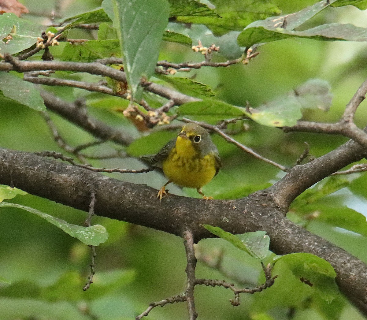 Canada Warbler - ML640978378