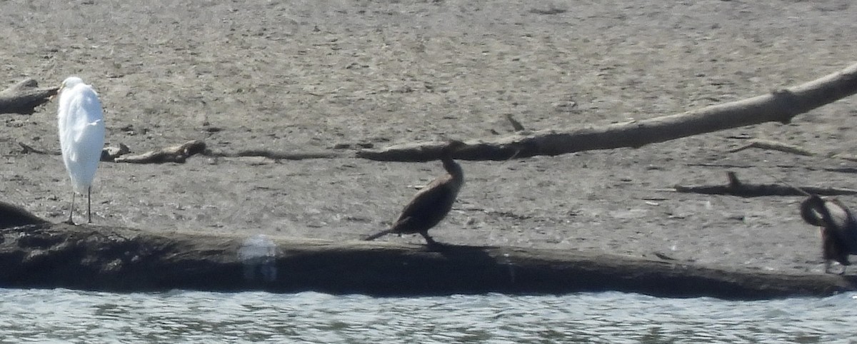 Double-crested Cormorant - ML640978394