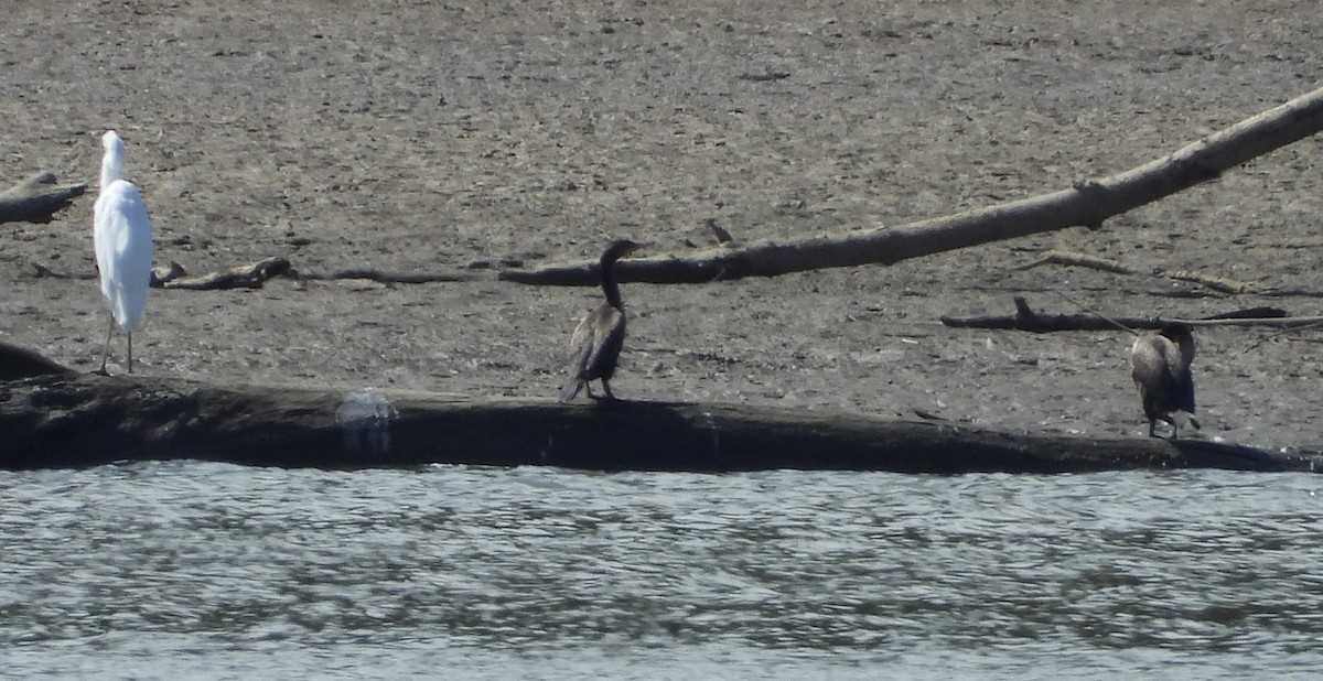 Double-crested Cormorant - ML640978397