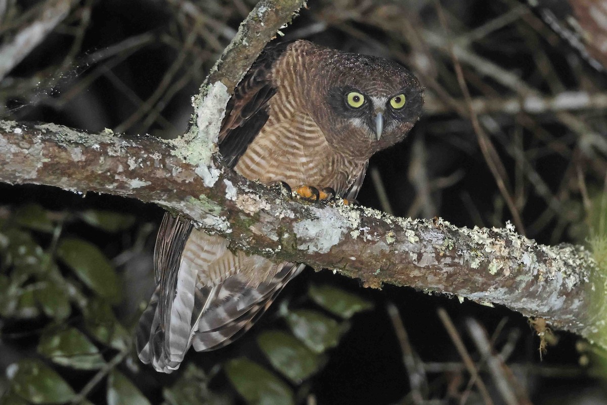 Rufous Owl - ML640978400