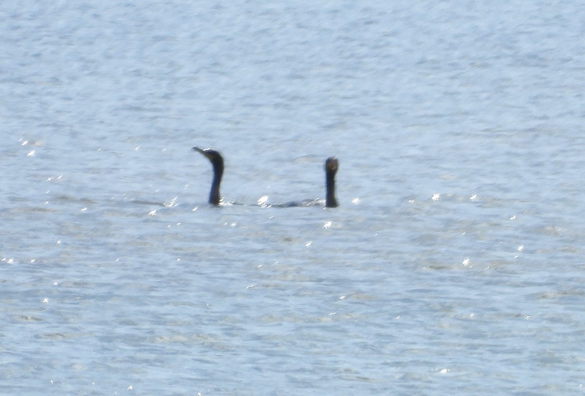 Double-crested Cormorant - ML640978406