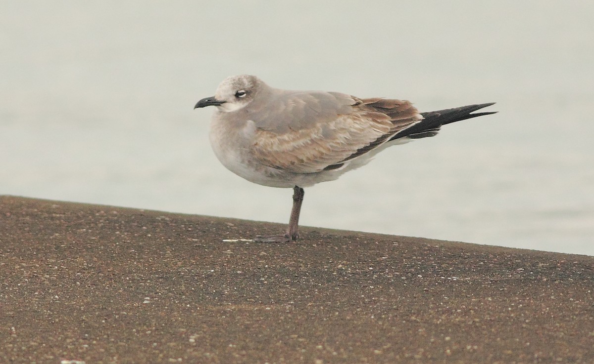 Antxeta mokogorri amerikarra - ML640978491
