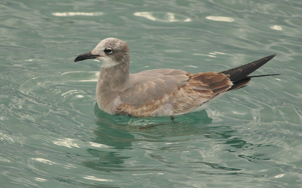 Antxeta mokogorri amerikarra - ML640978494