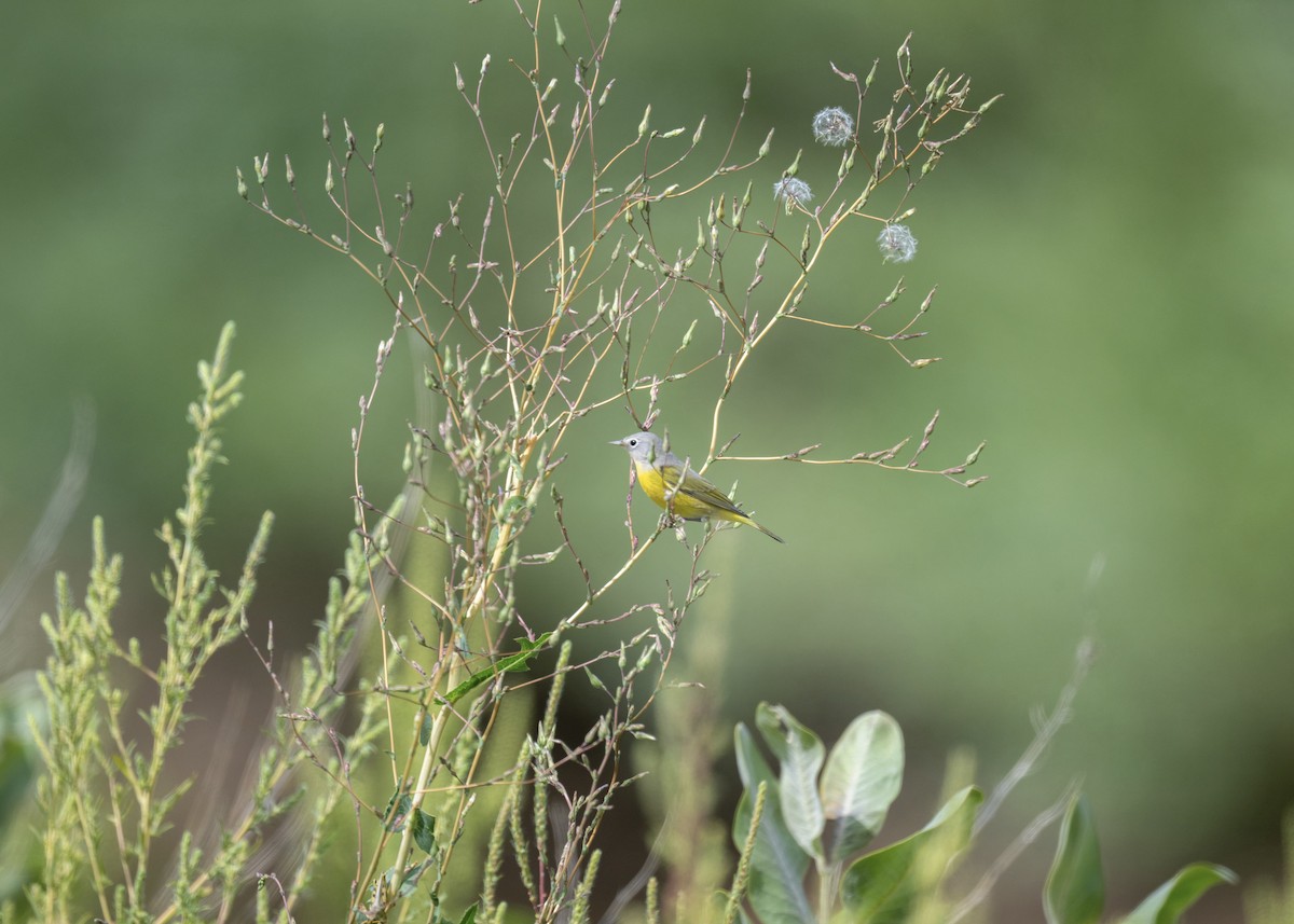 Rubinfleck-Waldsänger - ML640978499