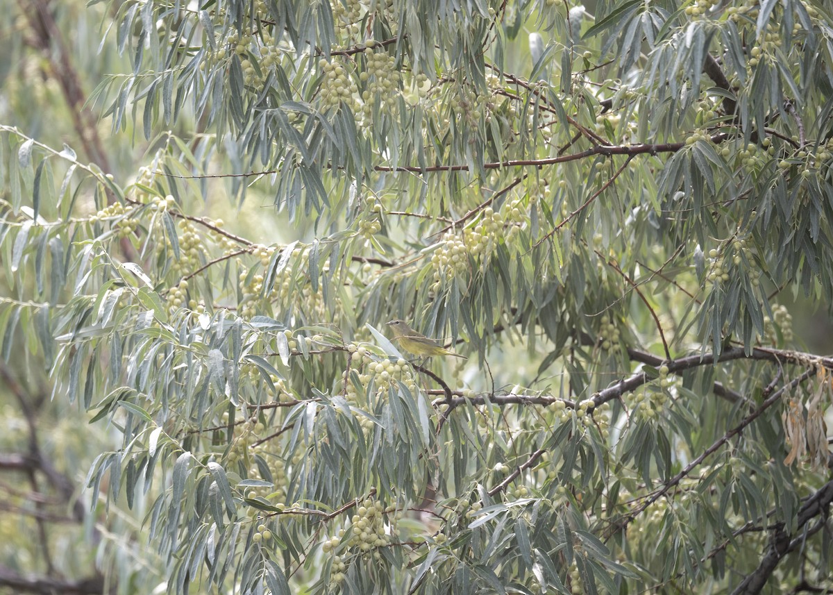 Orangefleck-Waldsänger - ML640978511