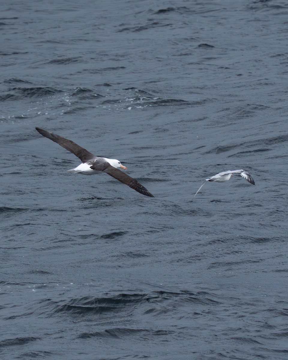 Black-browed Albatross - ML640978542