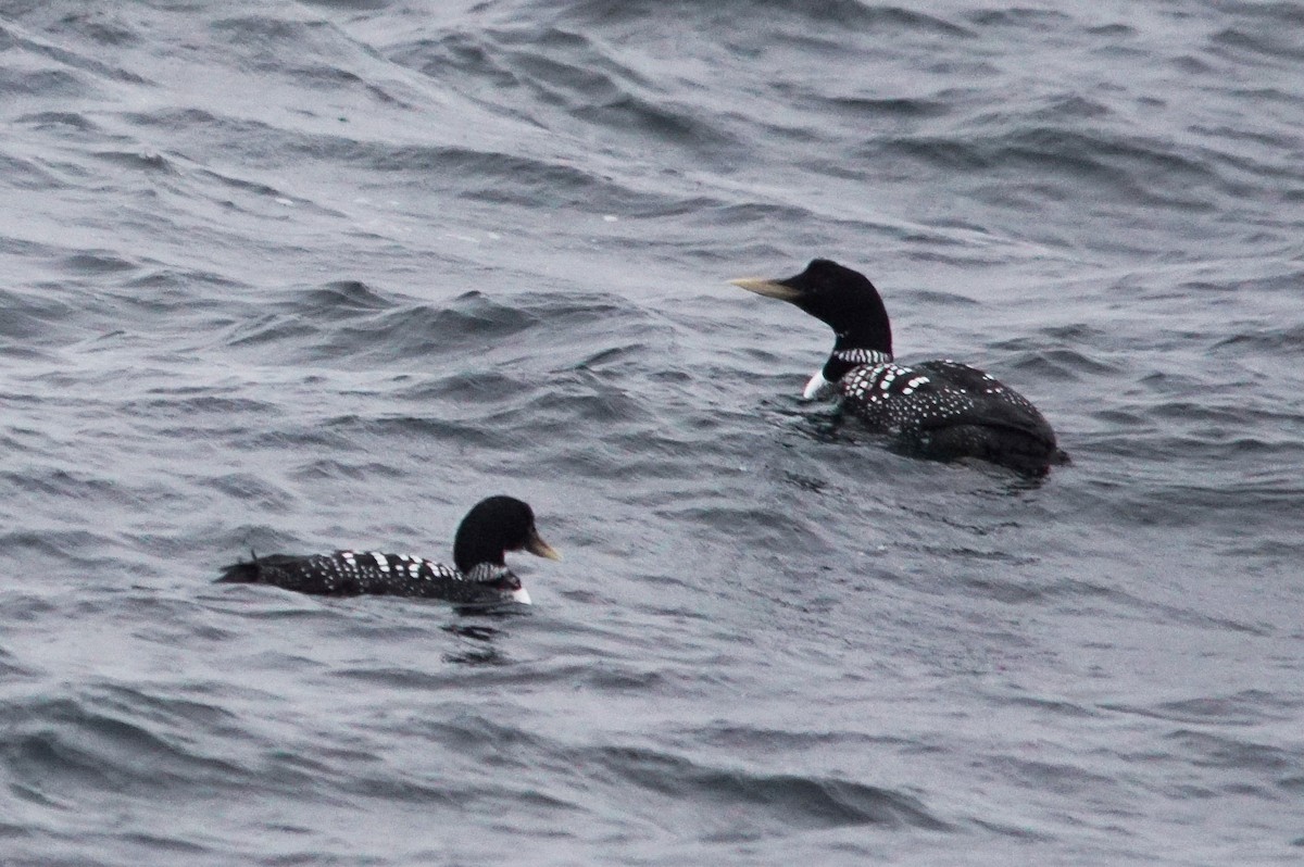 Yellow-billed Loon - ML640978579