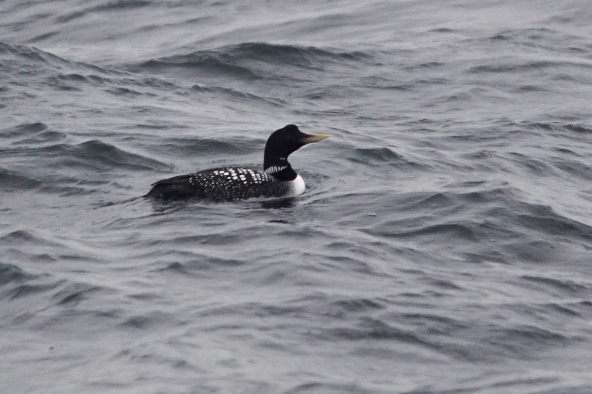 Yellow-billed Loon - ML640978583