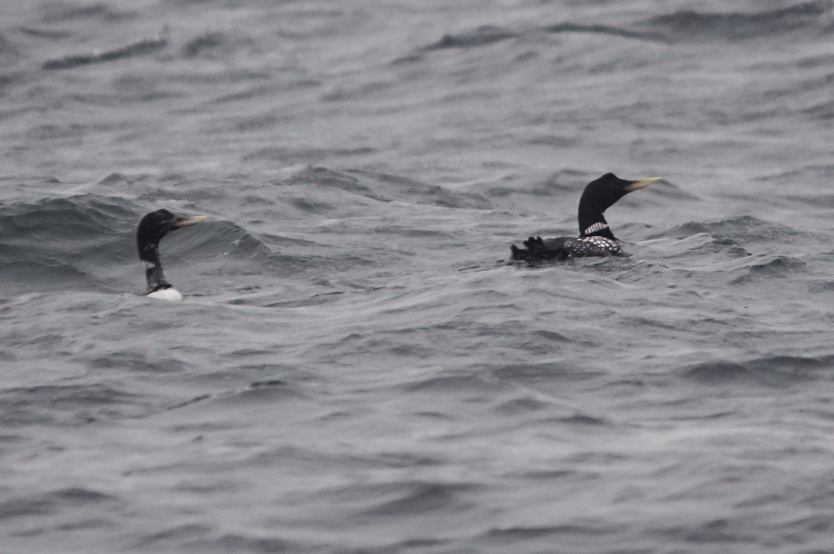Yellow-billed Loon - ML640978594