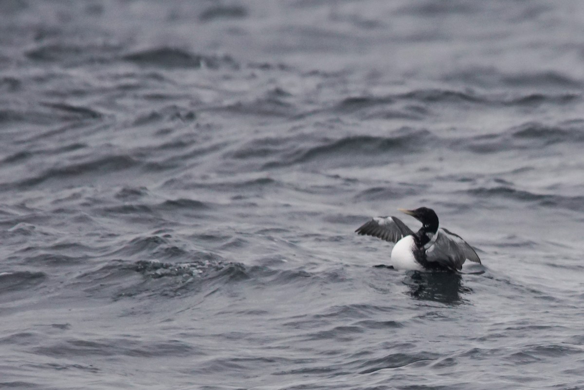 Yellow-billed Loon - ML640978601