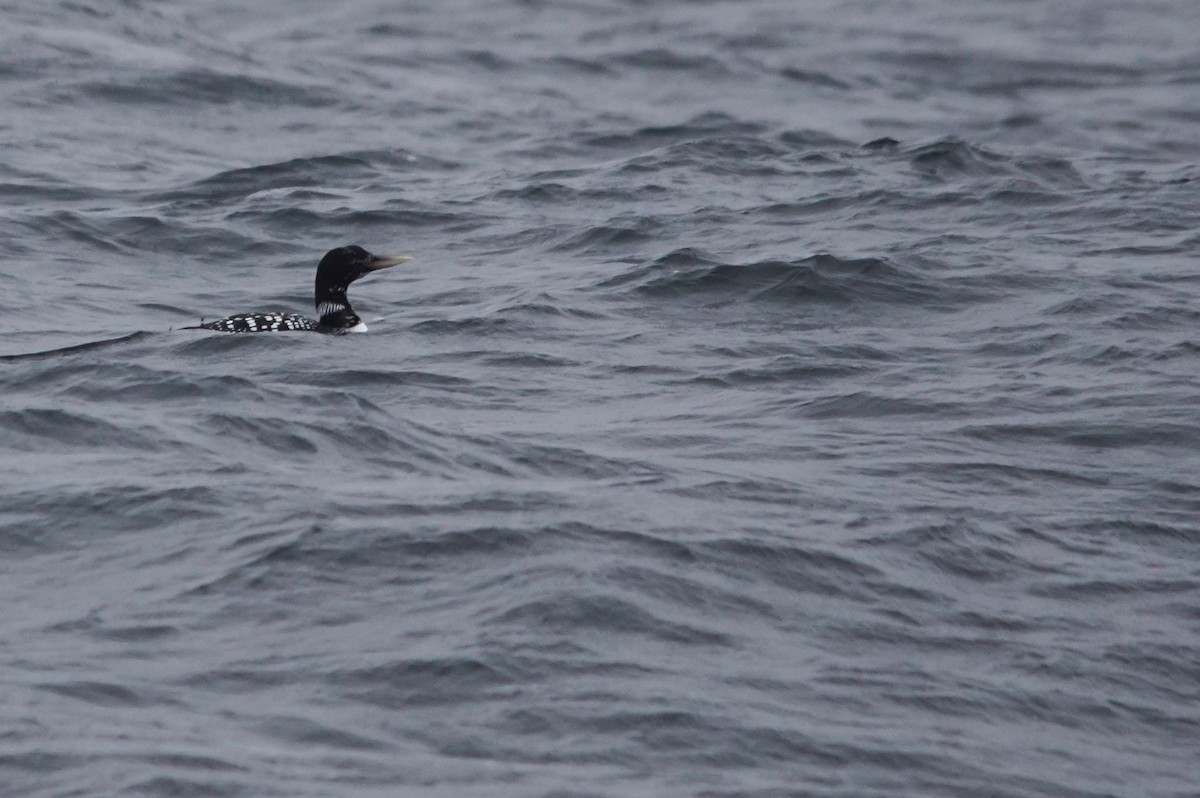 Yellow-billed Loon - ML640978610