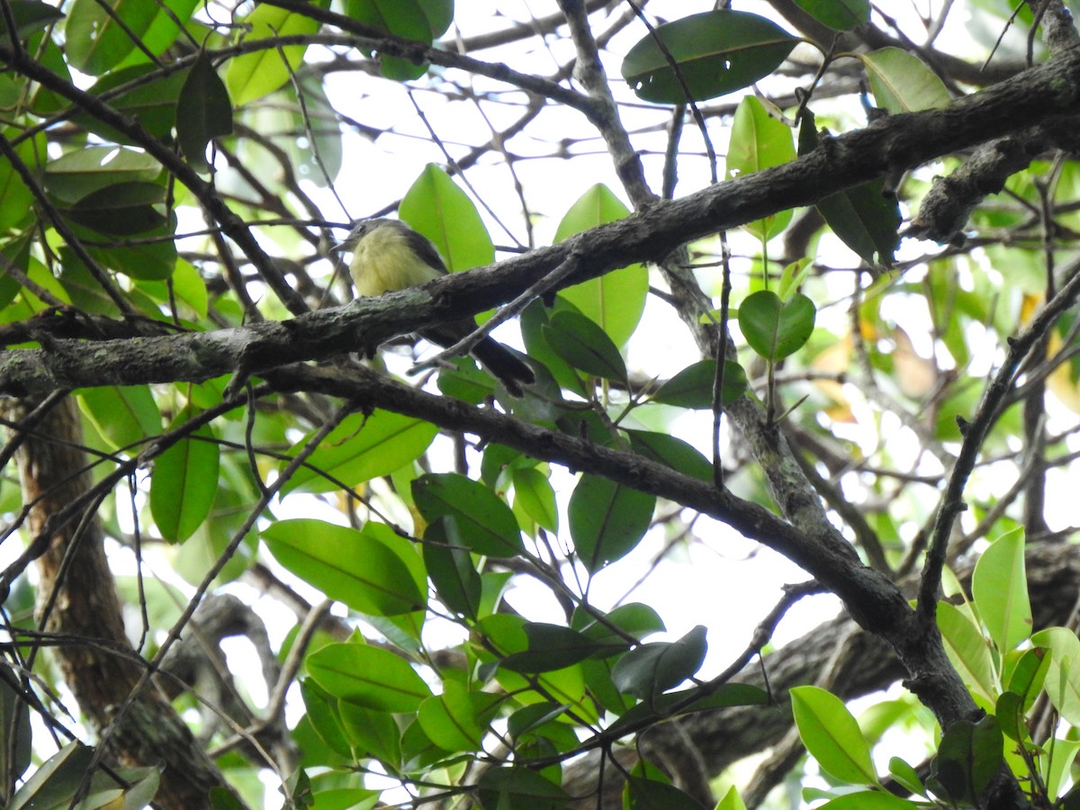 Yellow-margined Flatbill - ML640978617
