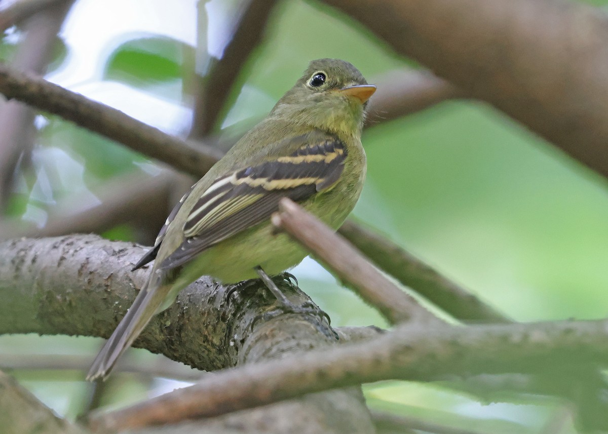 Moucherolle à ventre jaune - ML640978621