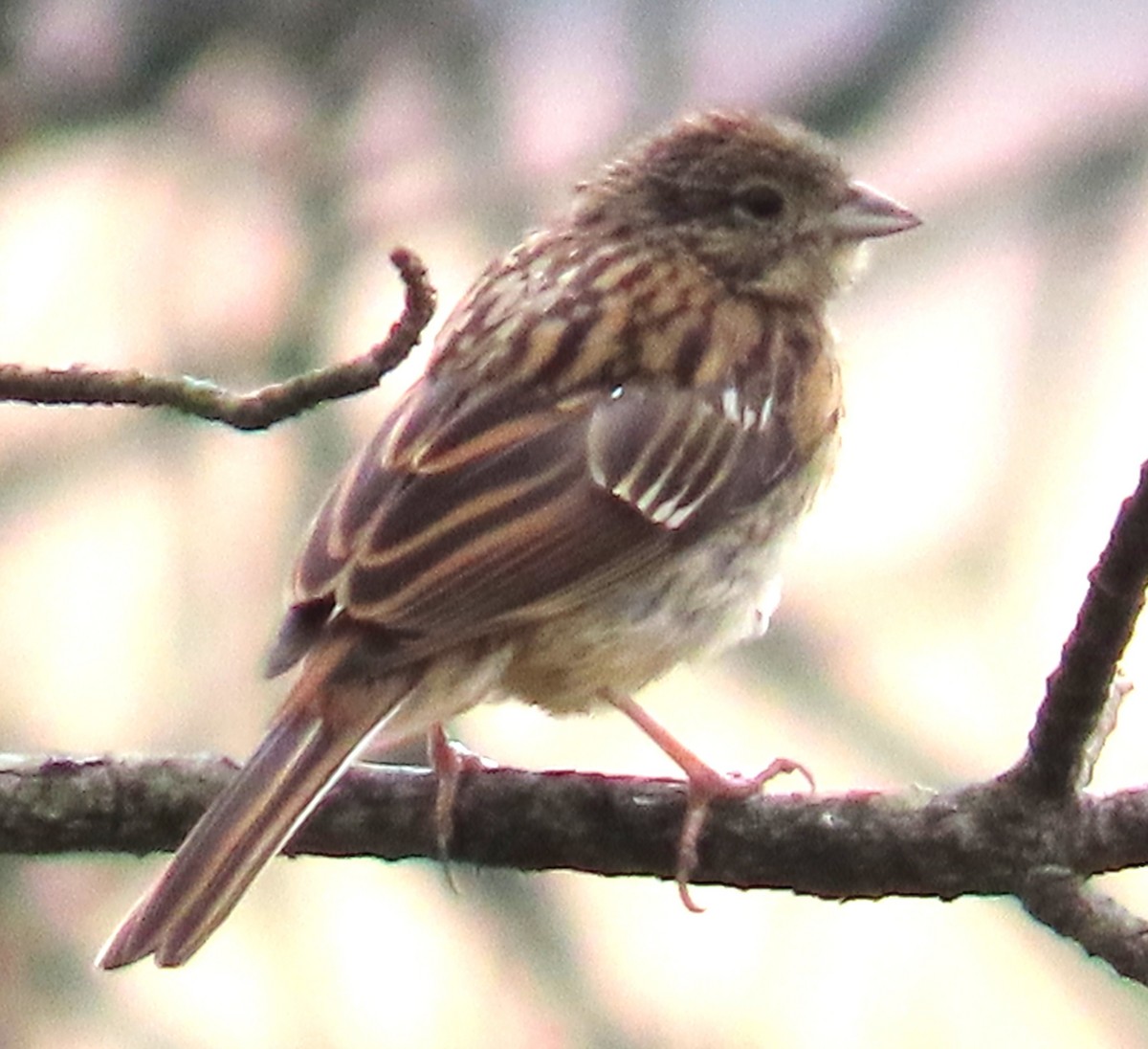 Rock Bunting - ML640978627