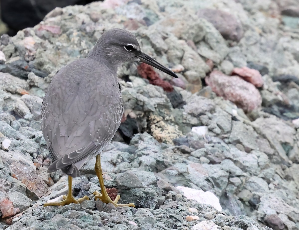 Wandering Tattler - ML640978703