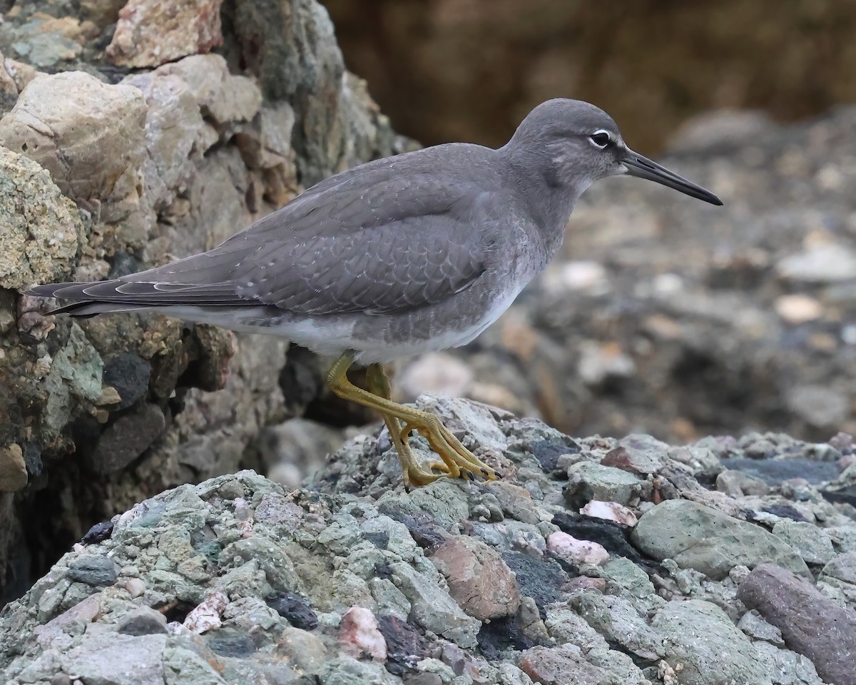 Wandering Tattler - ML640978705