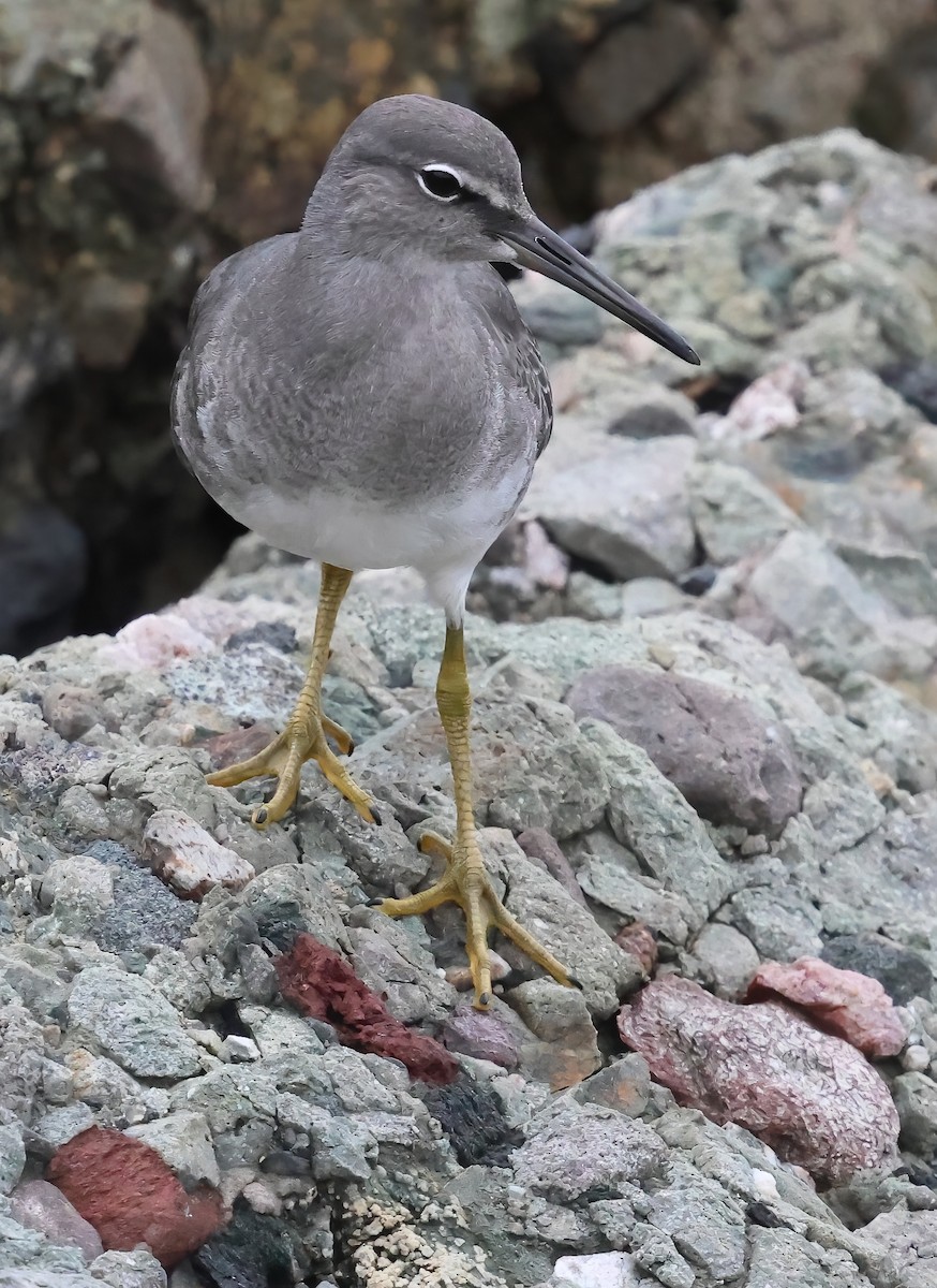 Wandering Tattler - ML640978706