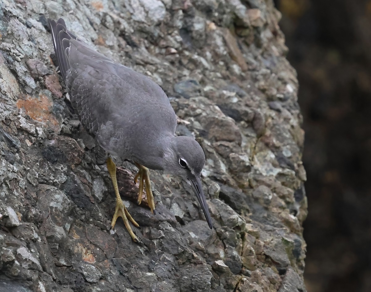 Wandering Tattler - ML640978707