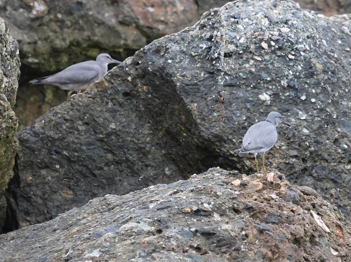 Wandering Tattler - ML640978709