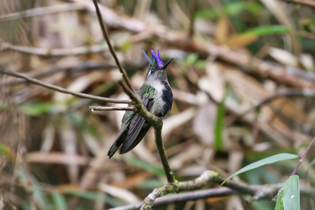 Purple-crowned Plovercrest - ML64097871